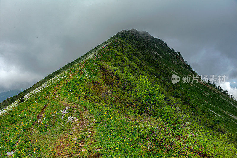 水仙花盛开期间Golica山斜坡上的小路，Gorenjska, Julian Alps，斯洛文尼亚